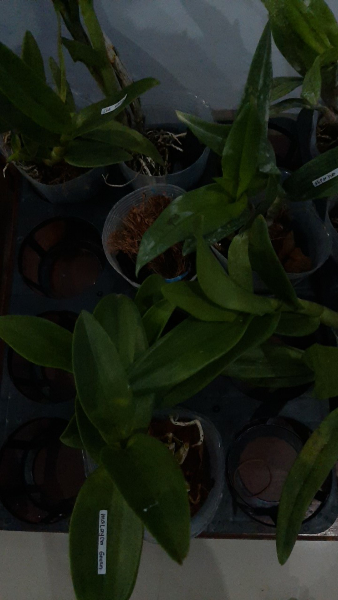 Paket Dendro Dewasa Isi 5