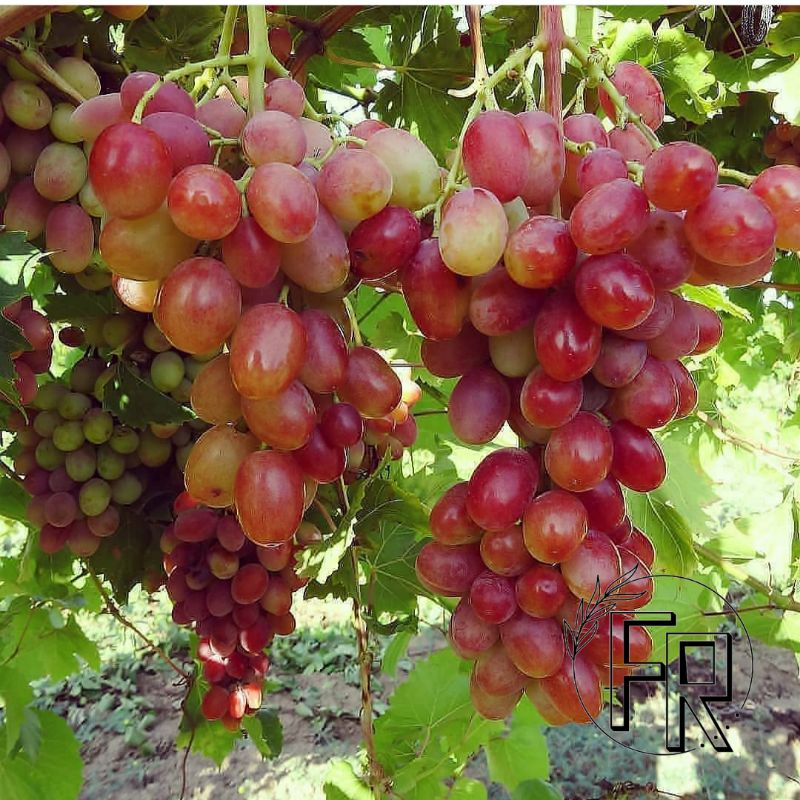 BIBIT TANAMAN BUAH ANGGUR IMPORT NINEL // BIBIT ANGGUR NINEL CEPAT BERBUAH