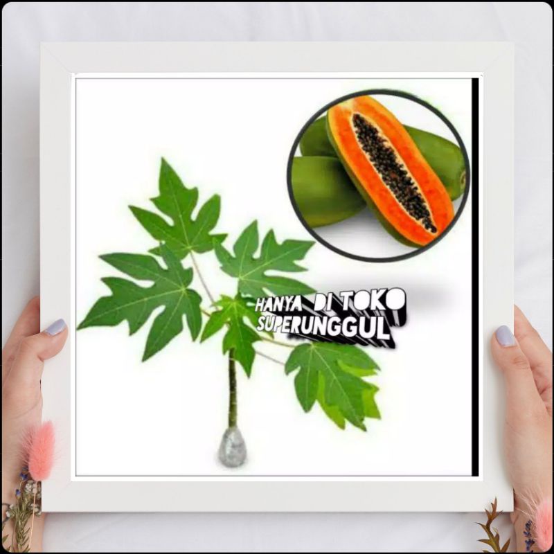 Bibit tanaman pepaya tailand kates