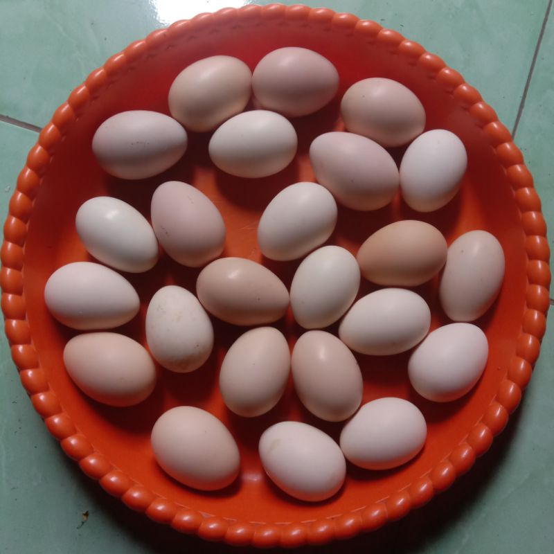 

Telur Ayam Kampung Premium