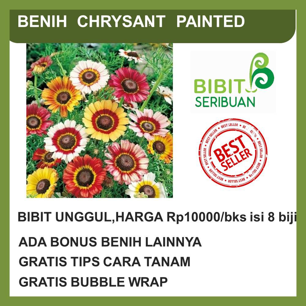 BENIH BUNGA KRISAN IMPORT