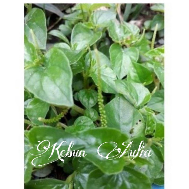

Daun Sirih Cina/ketupang air Segar 250gr