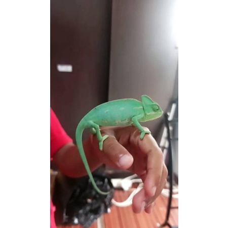 VEILED CHAMELEON BABY
