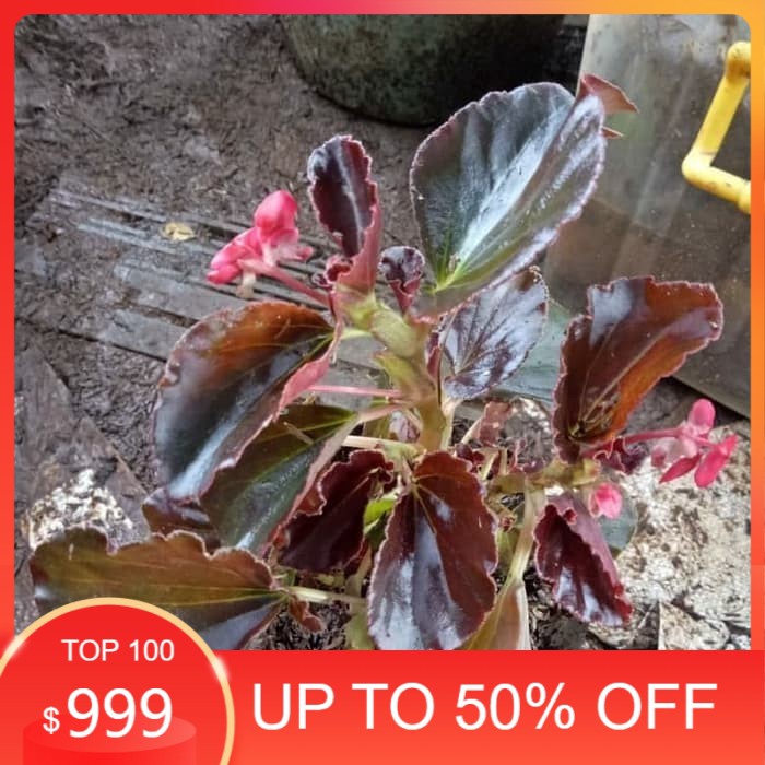 Tanaman Begonia Coklat Tanaman Hias Gantung Berbunga pink dan putih