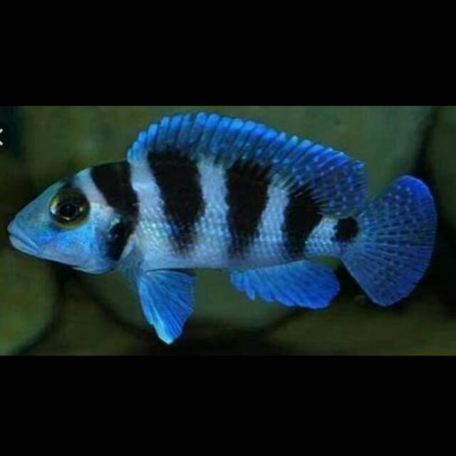 Ikan Neolamprologus Tretocephalus Tanganyika Cichlid