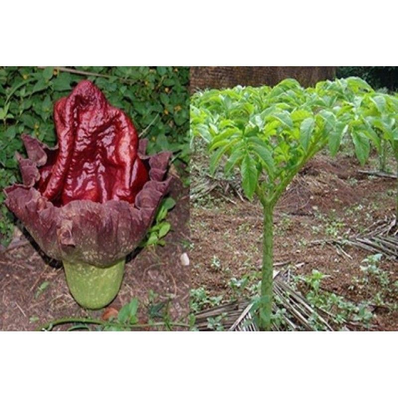 

UMBI SUWEG 1 KG DI AMBIL KETIKA ADA ORDERAN