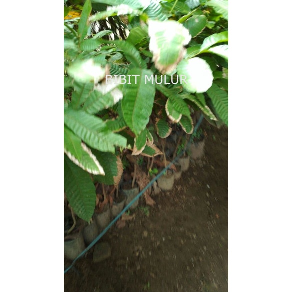 Bibit Buah Matoa Merah Super