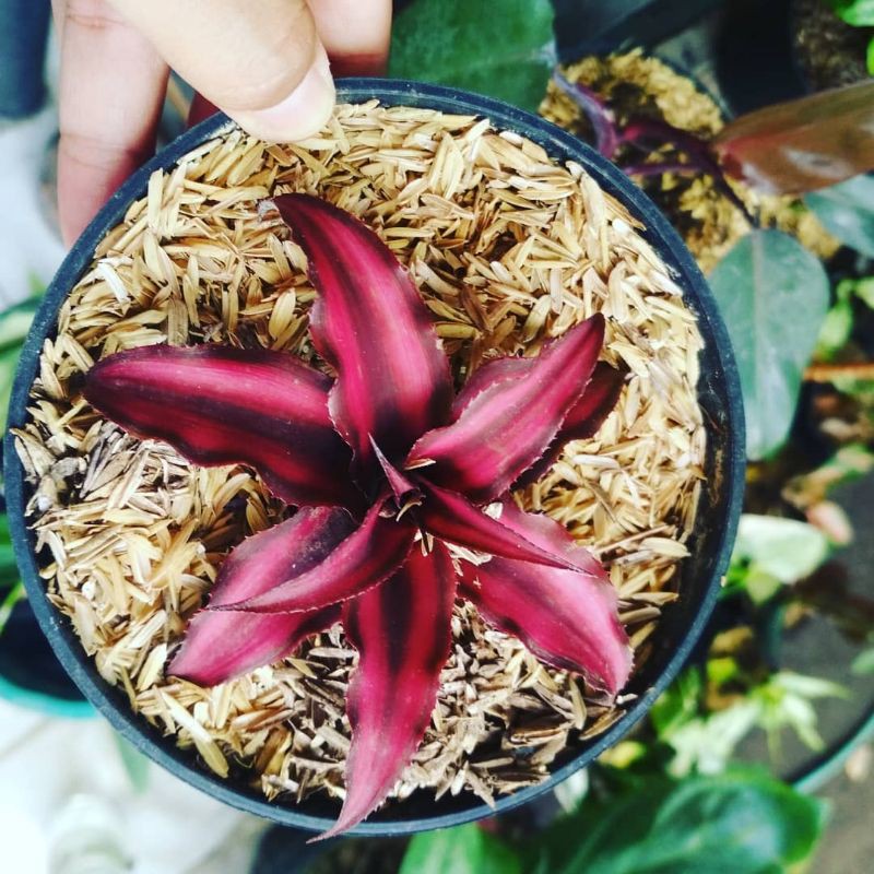 tanaman hias bromelia cryptantus merah pink dan hijau