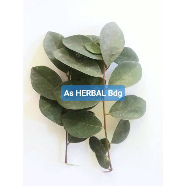 

Daun kanyere segar daun kandri segar 300 gram-az