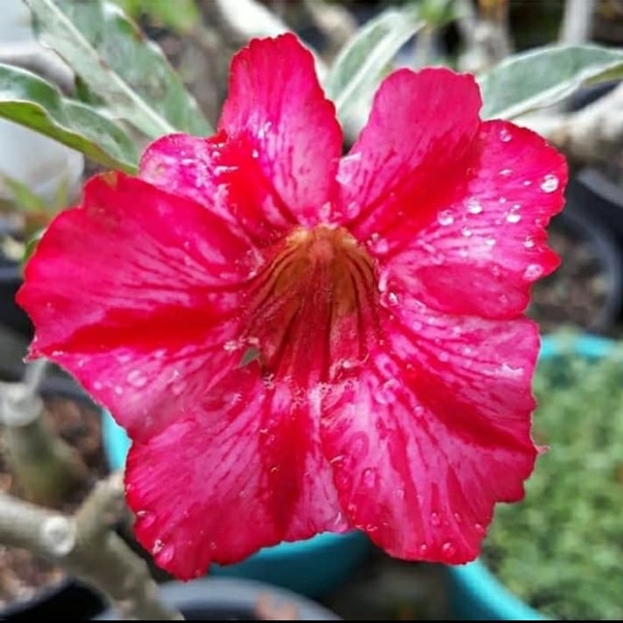 

promo Bibit bunga adenium kamboja flores murah