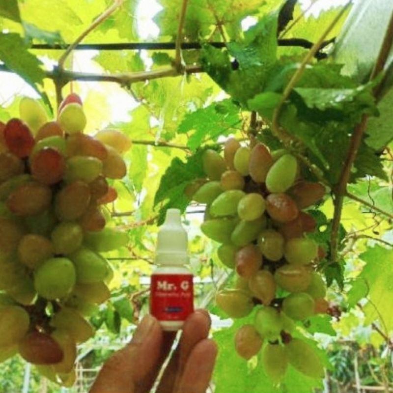 CPPU & MR.G HORMON UNTUK MEMPERBESAR BUAH ANGGUR