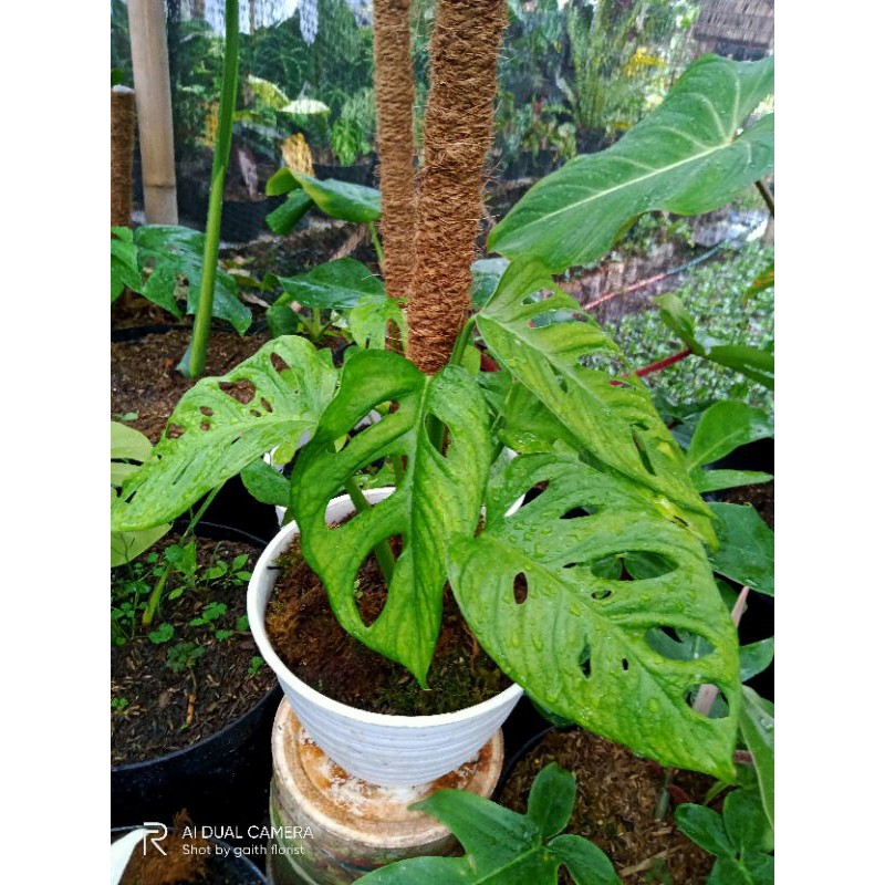 monstera acuminata
