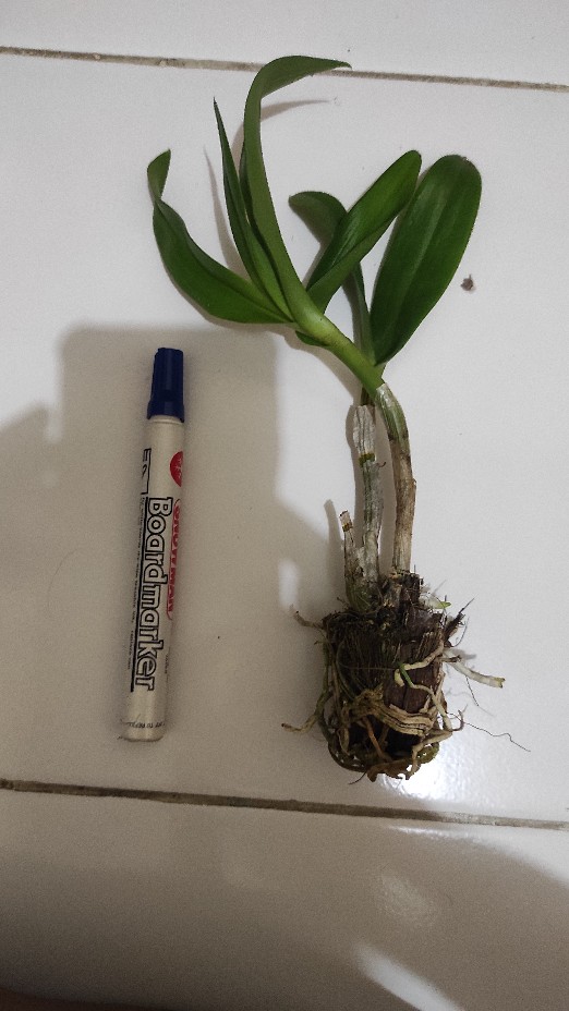 Anggrek Dendrobium Thailand Aneka Warna