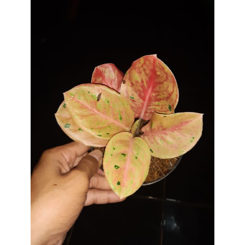 Tanaman hias aglonema emerald - aglo emerald