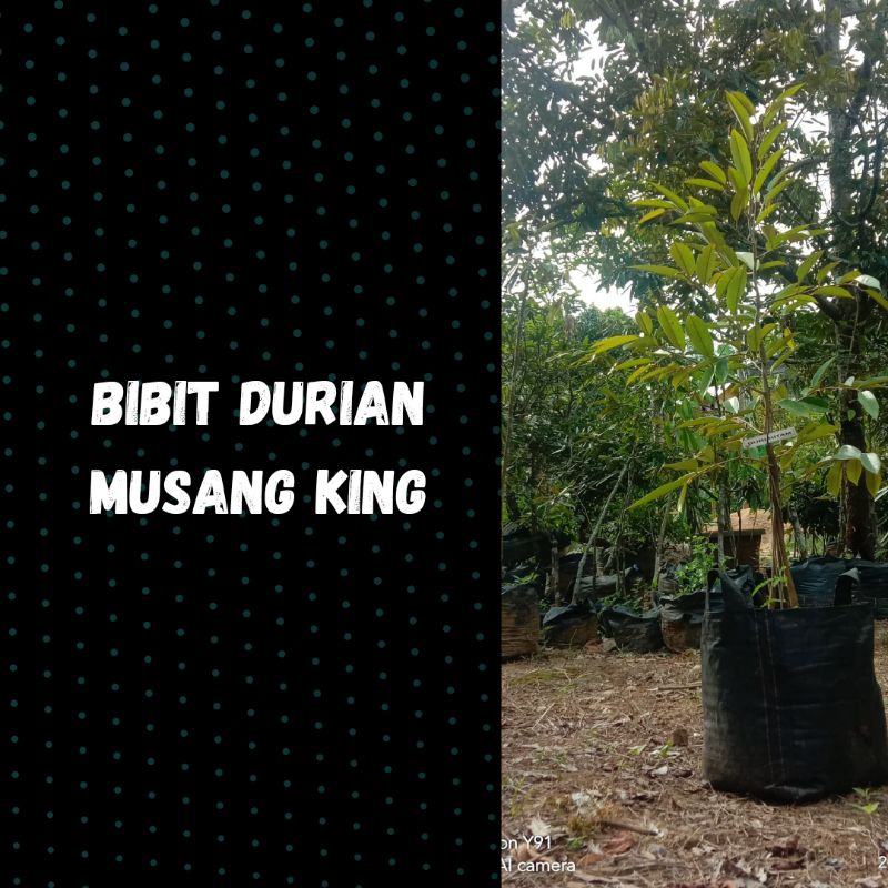 bibit durian musangking super, bibit durian musang king asli, BIBIT DURIAN MUSANGKING SUPER CEPAT BE