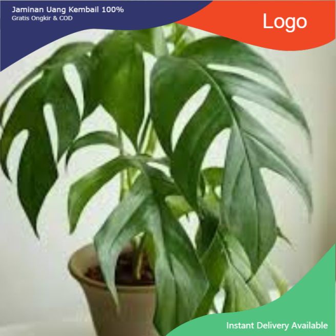 Tanaman Hias Monstera Ekor Naga-Monstera Ekor Naga