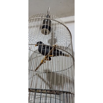 Burung jalak kebo bahan pilihan