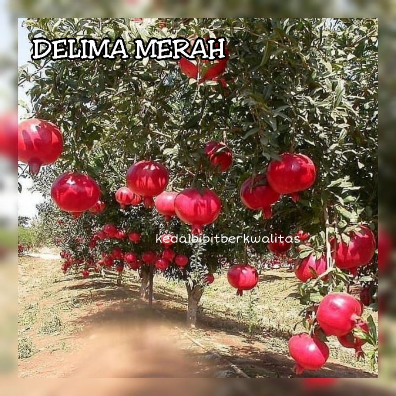 Bibit Delima Merah Super Genjah