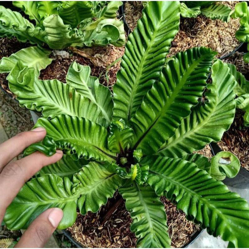 tanaman kadaka lasagna rimbun berkualitas + pot