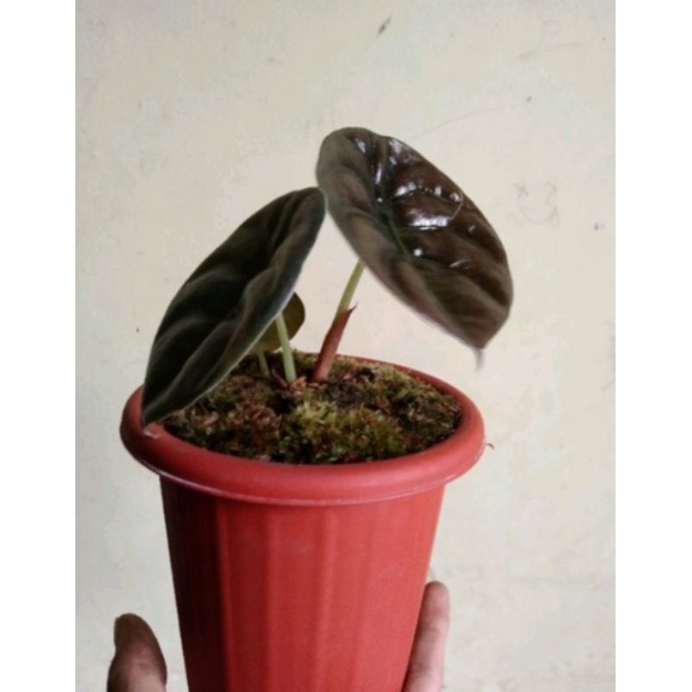Alocasia Cuprea/keladi tengkorak hitam