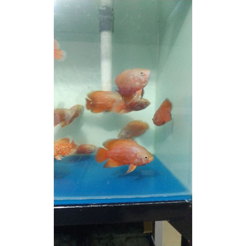 Oscar albino Oscar Thailand.oscar,ikan oscar,ikan Oscar 10,Oscar predator,