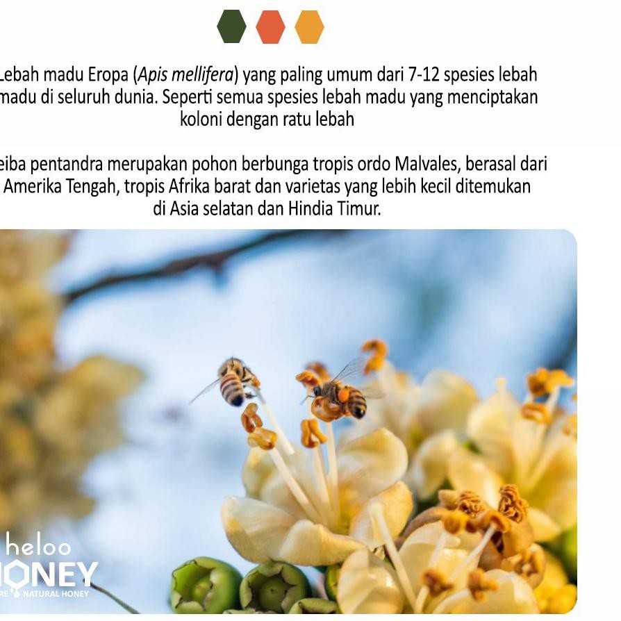 

BIG SALE!! KODE-770 Madu Murni Organik Heloo Raw Honey 300g Ceiba Pentandra 100% Pure Natural Organi