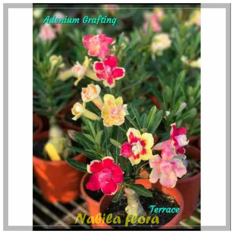 Adenium bunga tumpuk Terrace murah