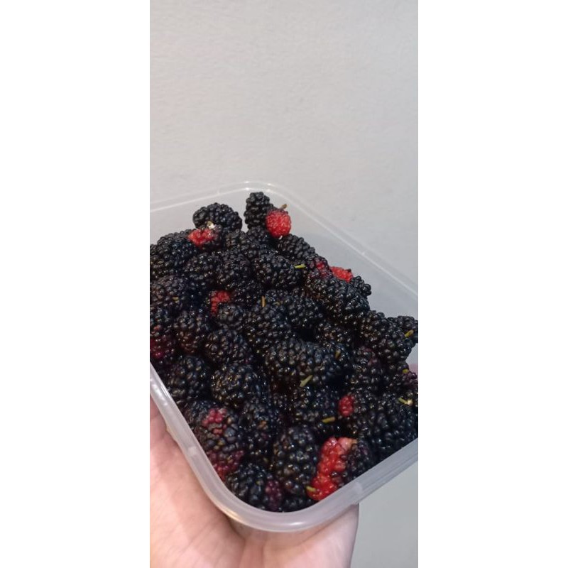 

Buah Blackberry Beku Frozen