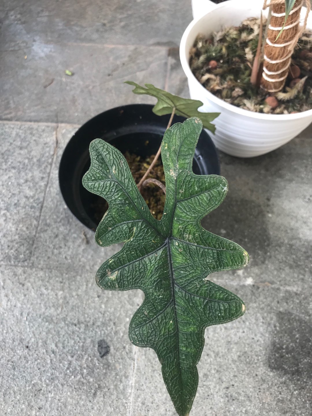 Alocasia Jacklin Sp Sulawesi Utara (2 Daun) Anakan Jacklin/jacklyn