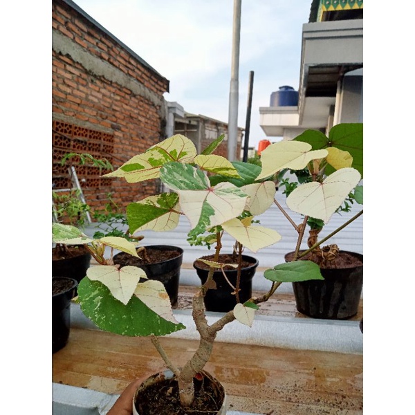 bonsai waru variegata mame