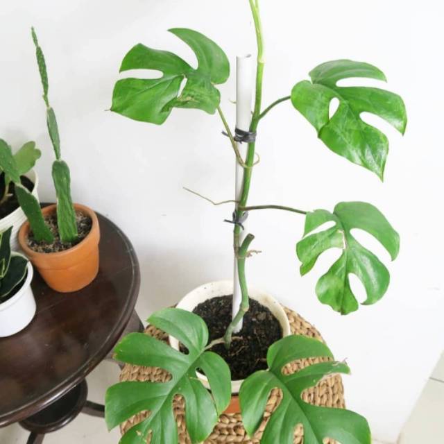 Tanaman Hias Rhaphidophora Tetrasperma Monstera Ginny Mini Monstera Monstera Minima Monstera E3 Shopee Indonesia