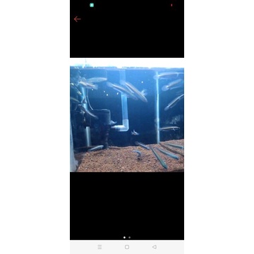 Channa Maru YS Size 5-7cm per 5 ekor