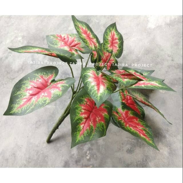 Aglaonema Daun Keladi Tanaman Hias Artificial Shopee Indonesia