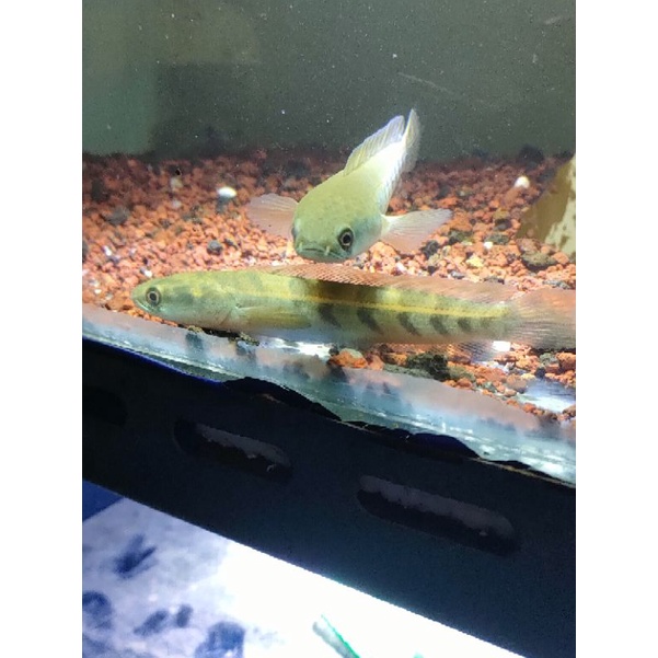 

yellow sentarum red eye