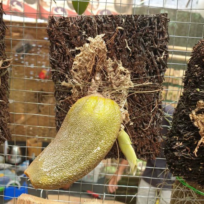 Buruan Serbu] Benih Anggrek Dasi Bulbophyllum Macrobulbon Bulb 1 Rawatan Bertunas