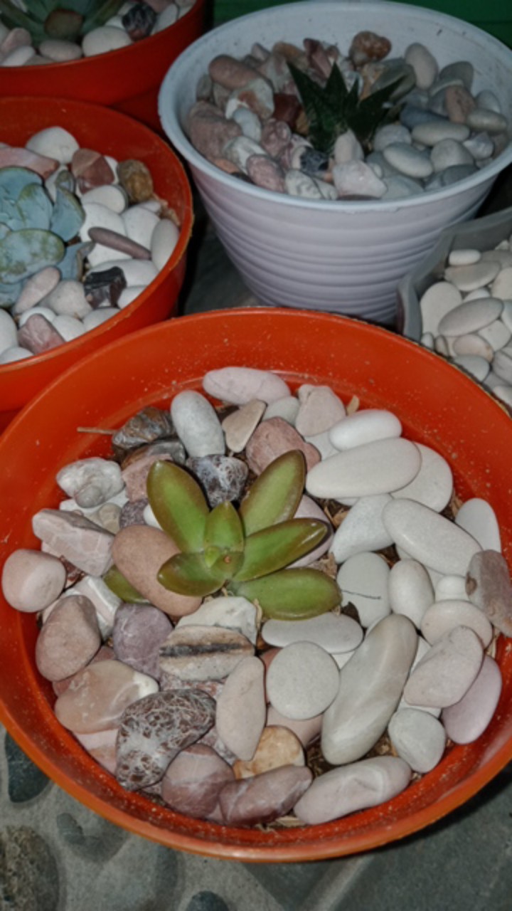 Sukulen Mini