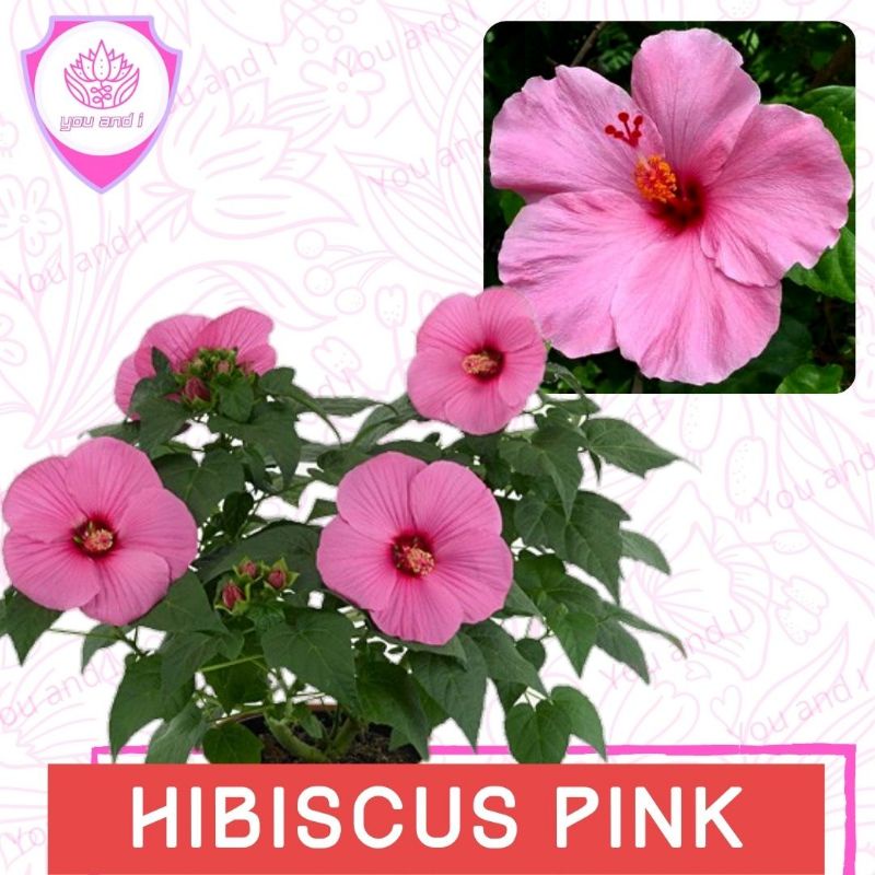Benih HIBISCUS PINK - Biji Bibit Bunga Kembang Sepatu