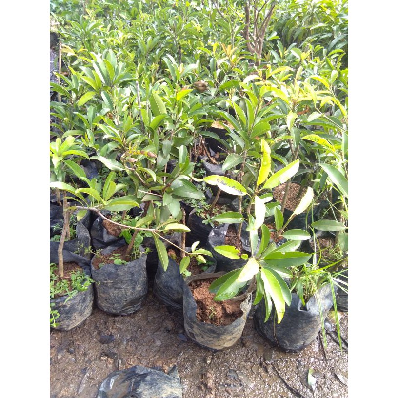 Bibit Tanaman Buah Sawo Abiu Jumbo Cepat Berbuah