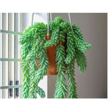 tanaman hias bibit dunkey tail bijian [ BISA BAYAR DITEMPAT ]