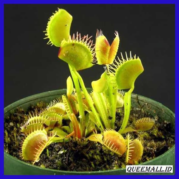 Nainatrepukub Tanaman Karnivora Venus  Fly Trap  Vft 