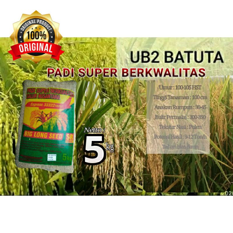PADI UB2 BATUTA | 5 kg