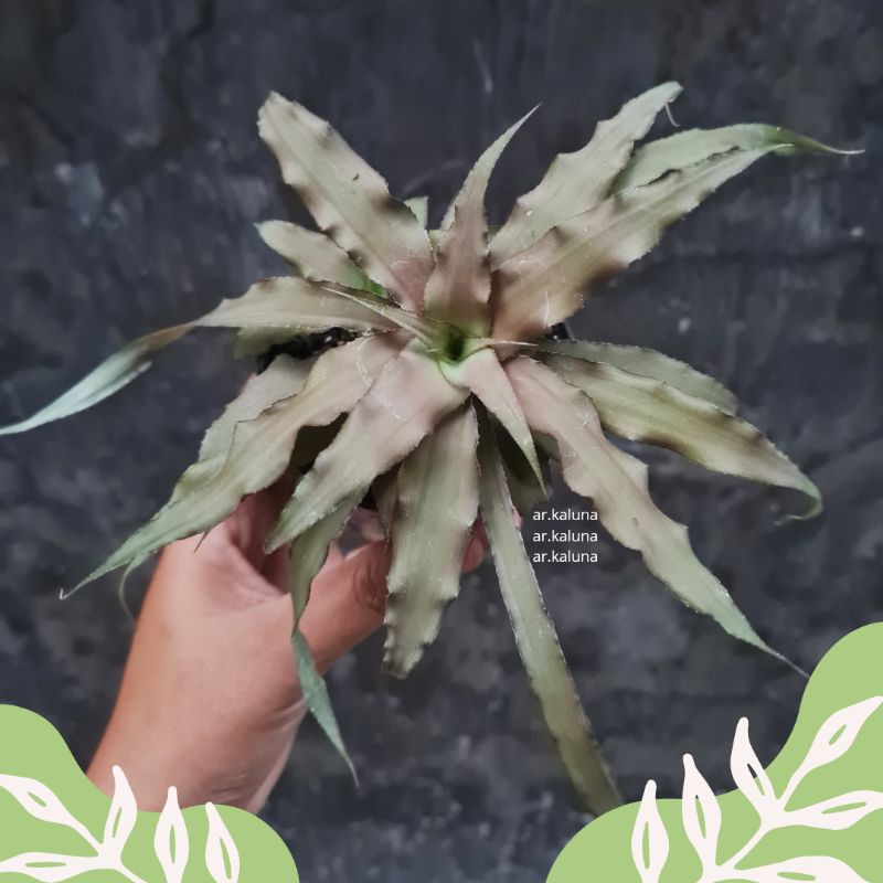 Pot 10 Cryptanthus Acaulis Var. Ruber ' Kriptantus Coklat ' sukulen kaktus tanaman hidup