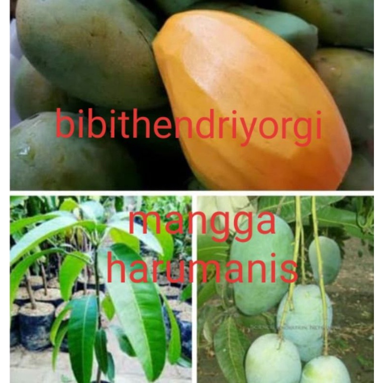 bibit mangga arumanis