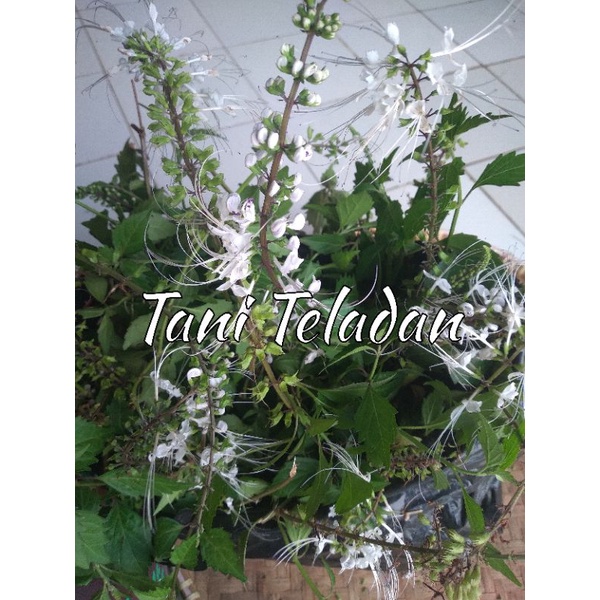 

Daun kumis kucing, 250 gr, segar, organik, dipetik dadakan