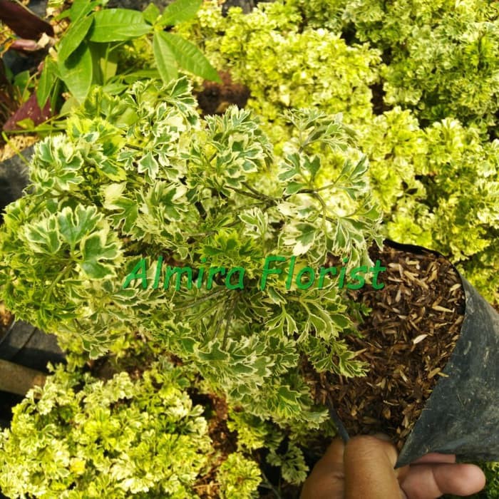 Tanaman Dondong Laut