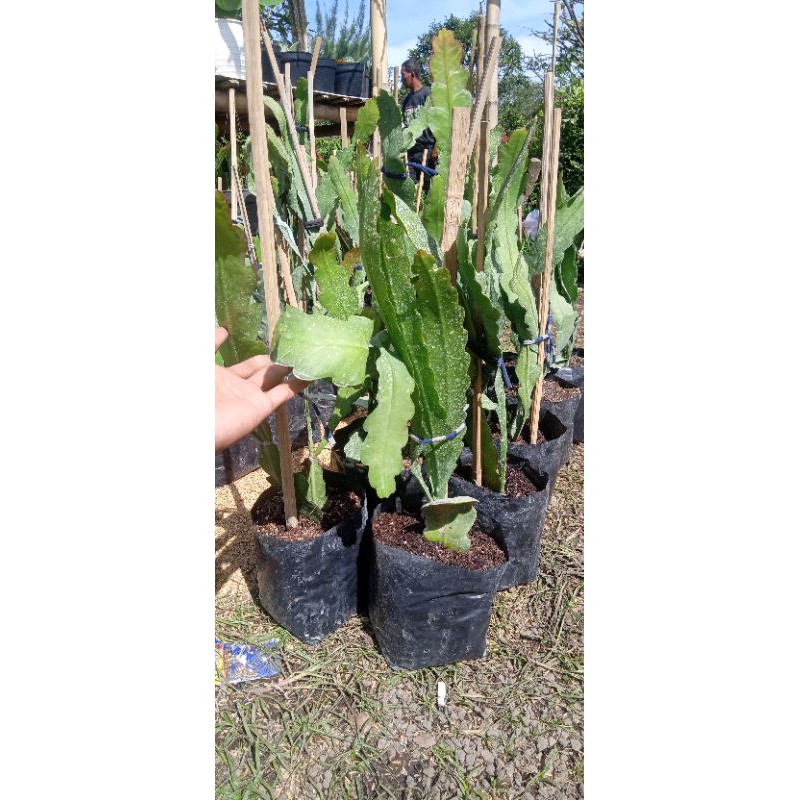 

WIJAYA KUSUMA HYBRID