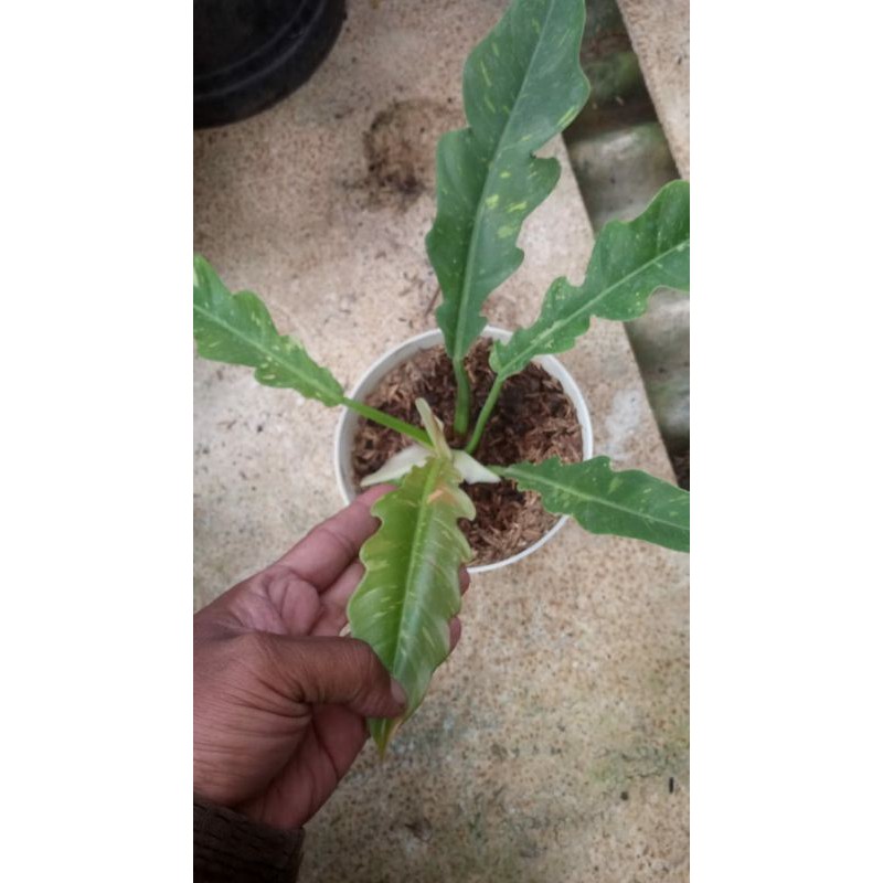 Philodendron Ring Of Fire