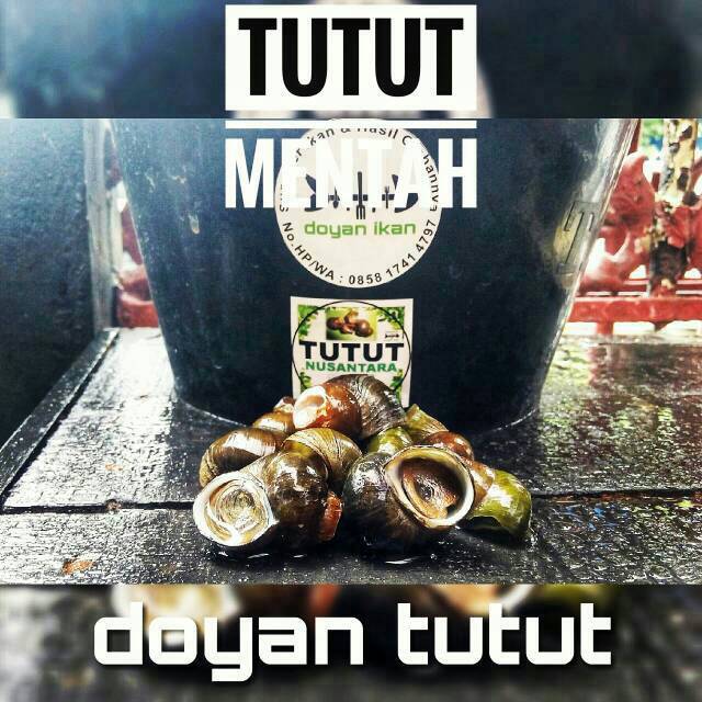 TUTUT/KEONG SAWAH MENTAH