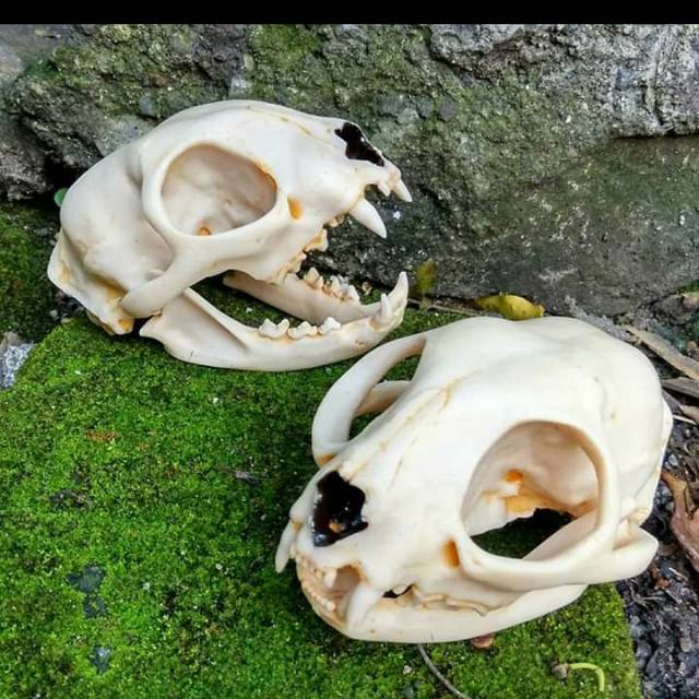 Hiasan kandang reptil emys skull