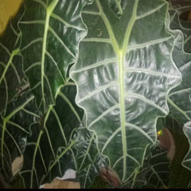 Keladi amazon Indukan Super Jumbo, Siapa cepat dia dapat.